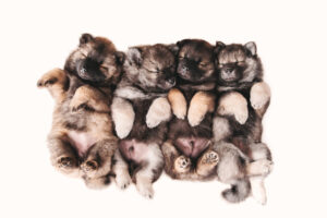 Kerstin Leichtenmüller